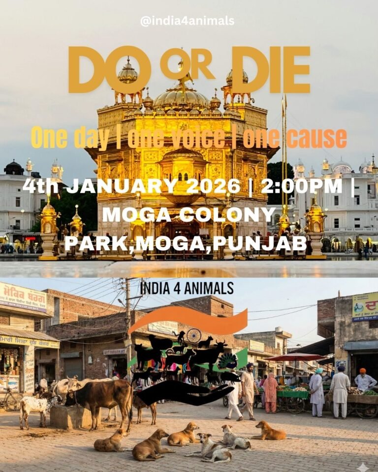 Copy of Untitled - 1